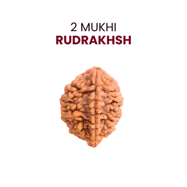 1-2 Mukhi Rudraksha – Power, Benefits, and Spiritual Significance | Omindri