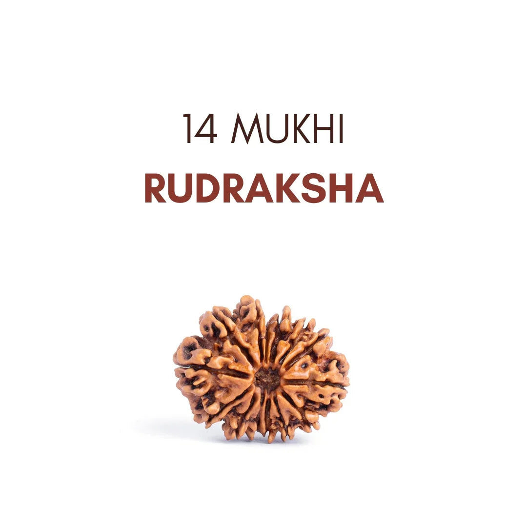 14 Mukhi Rudraksha: The Divine Eye of Lord Shiva