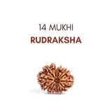 14 Mukhi Rudraksha: The Divine Eye of Lord Shiva