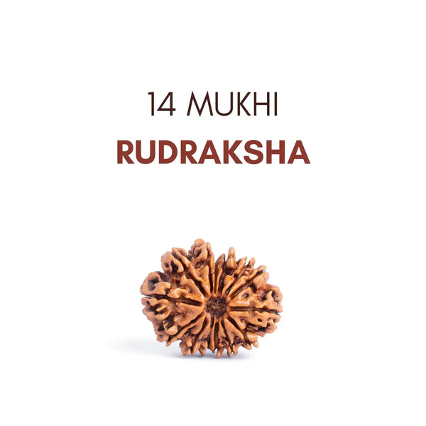 14 Mukhi Rudraksha: The Divine Eye of Lord Shiva