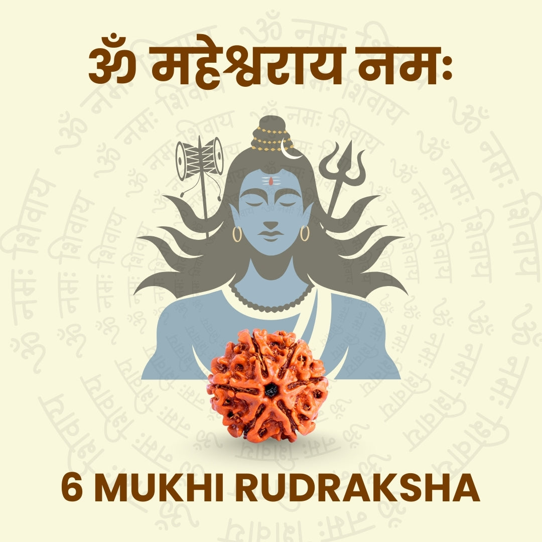 6 Mukhi Rudraksha