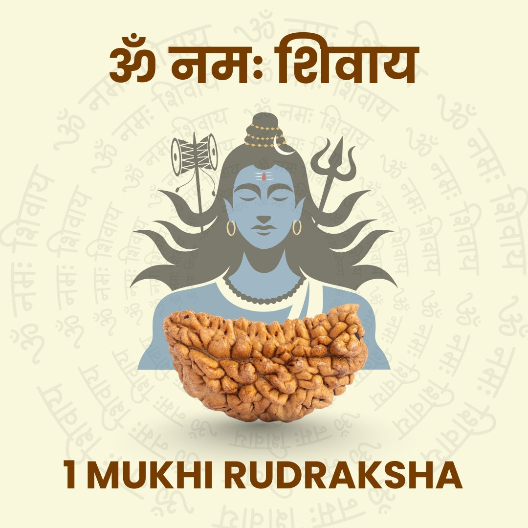 1 Mukhi  Rudraksha