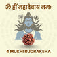 4 Mukhi Rudraksha