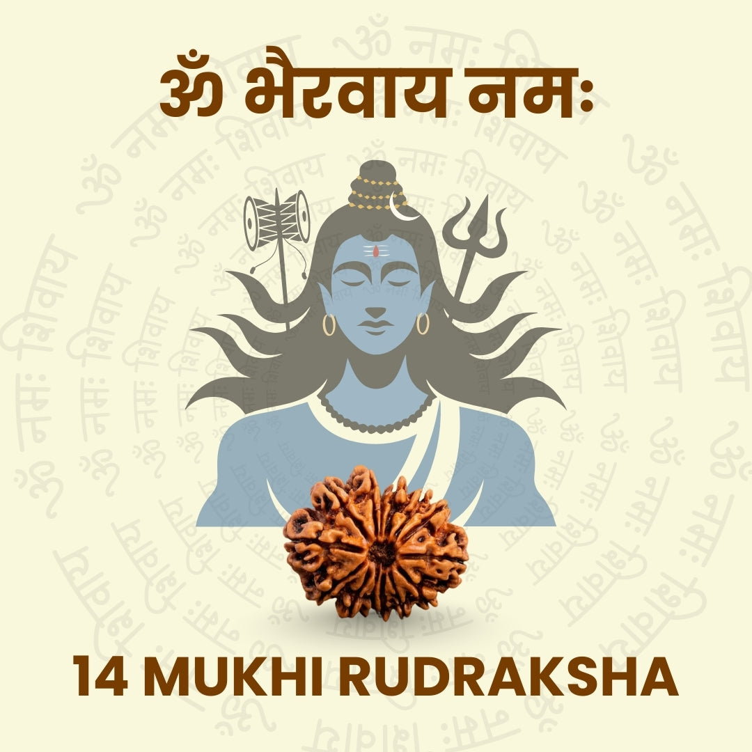 14 Mukhi Rudraksha