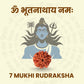 7 Mukhi Rudraksha