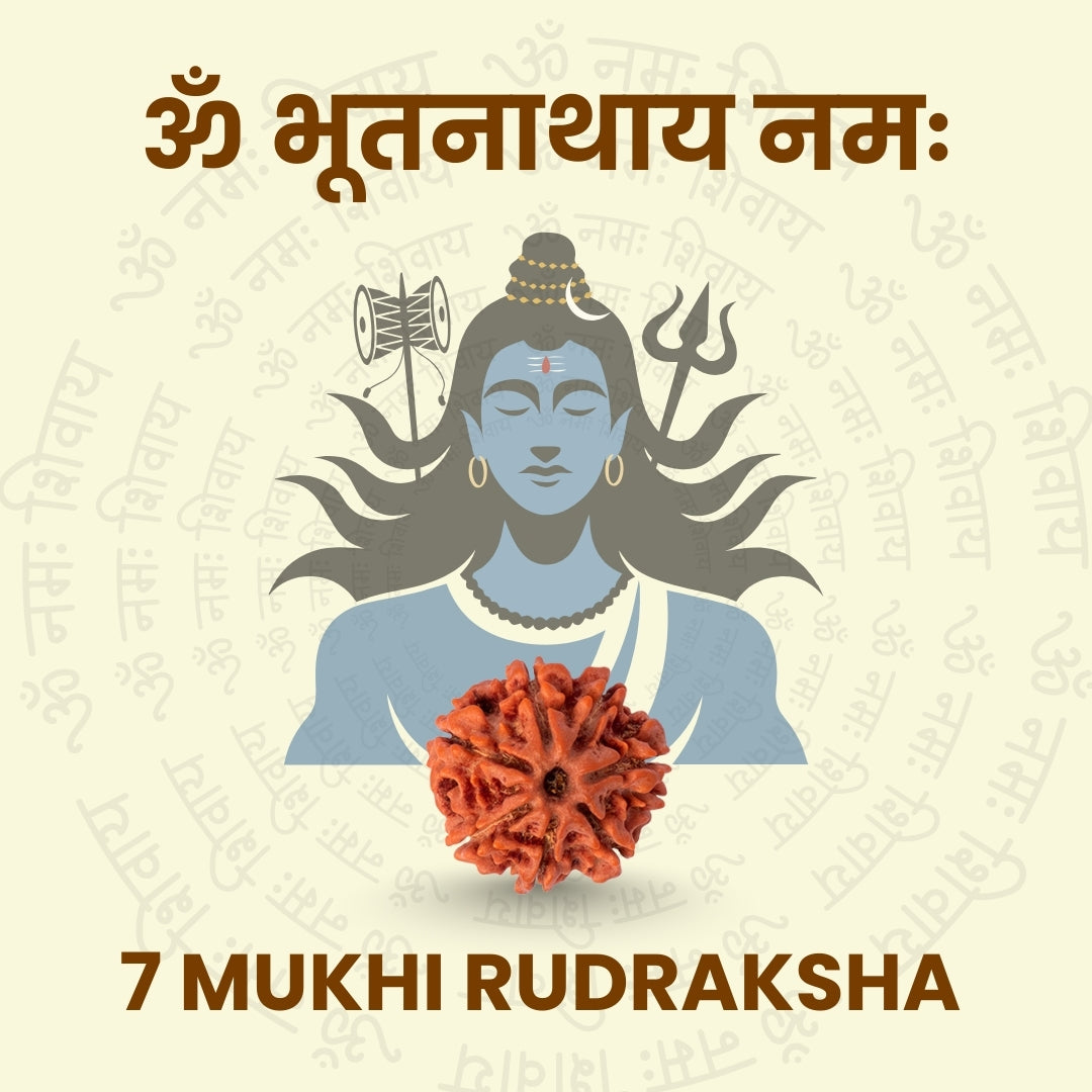 7 Mukhi Rudraksha