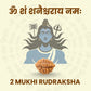2 Mukhi Rudraksha