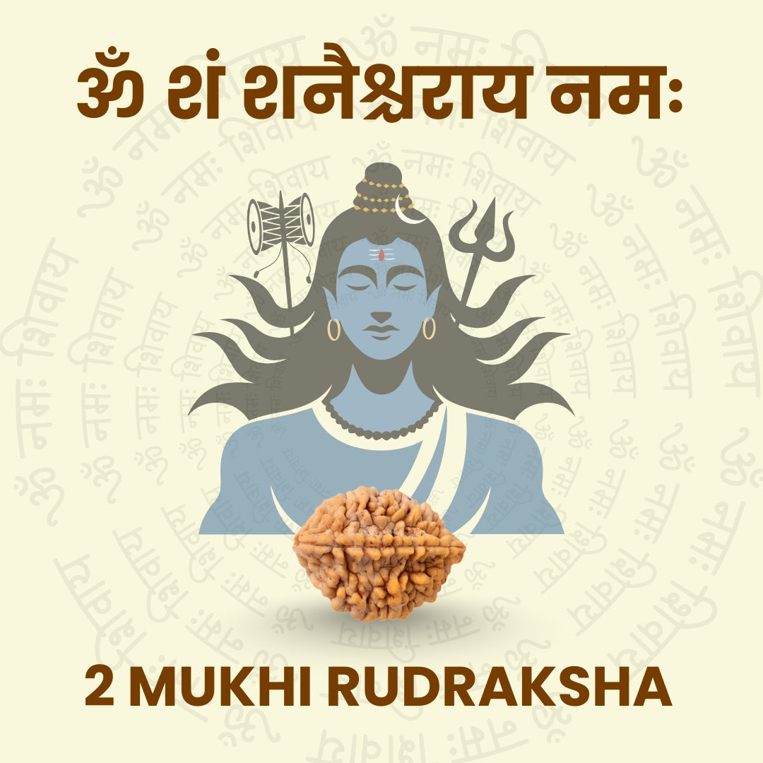 2 Mukhi Rudraksha