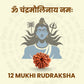 12 Mukhi Rudraksha