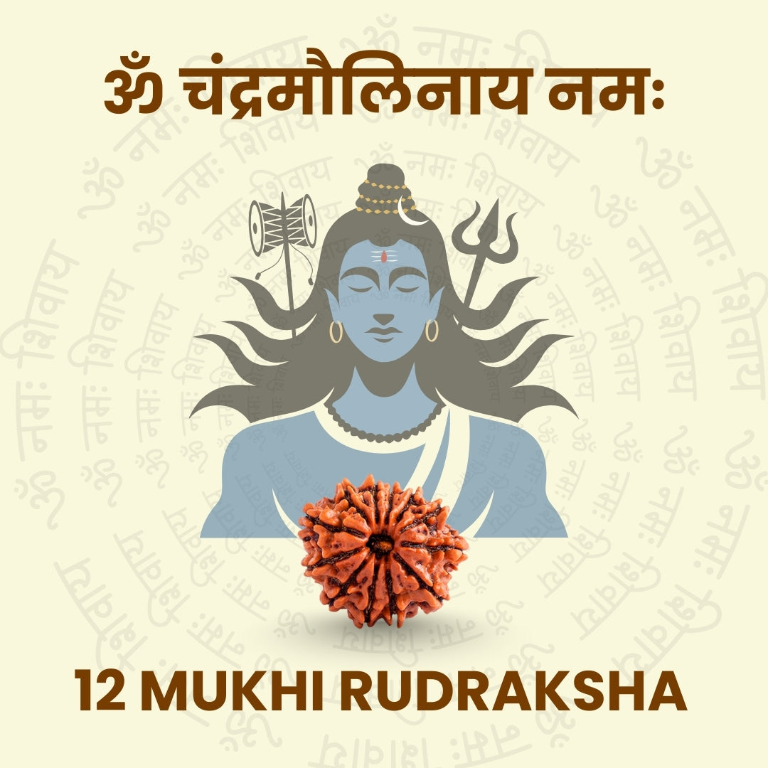 12 Mukhi Rudraksha