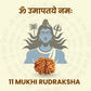 11 Mukhi Rudraksha