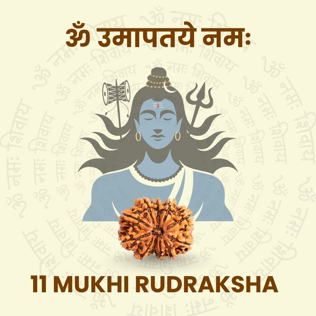 11 Mukhi Rudraksha