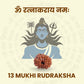 13 Mukhi Rudraksha