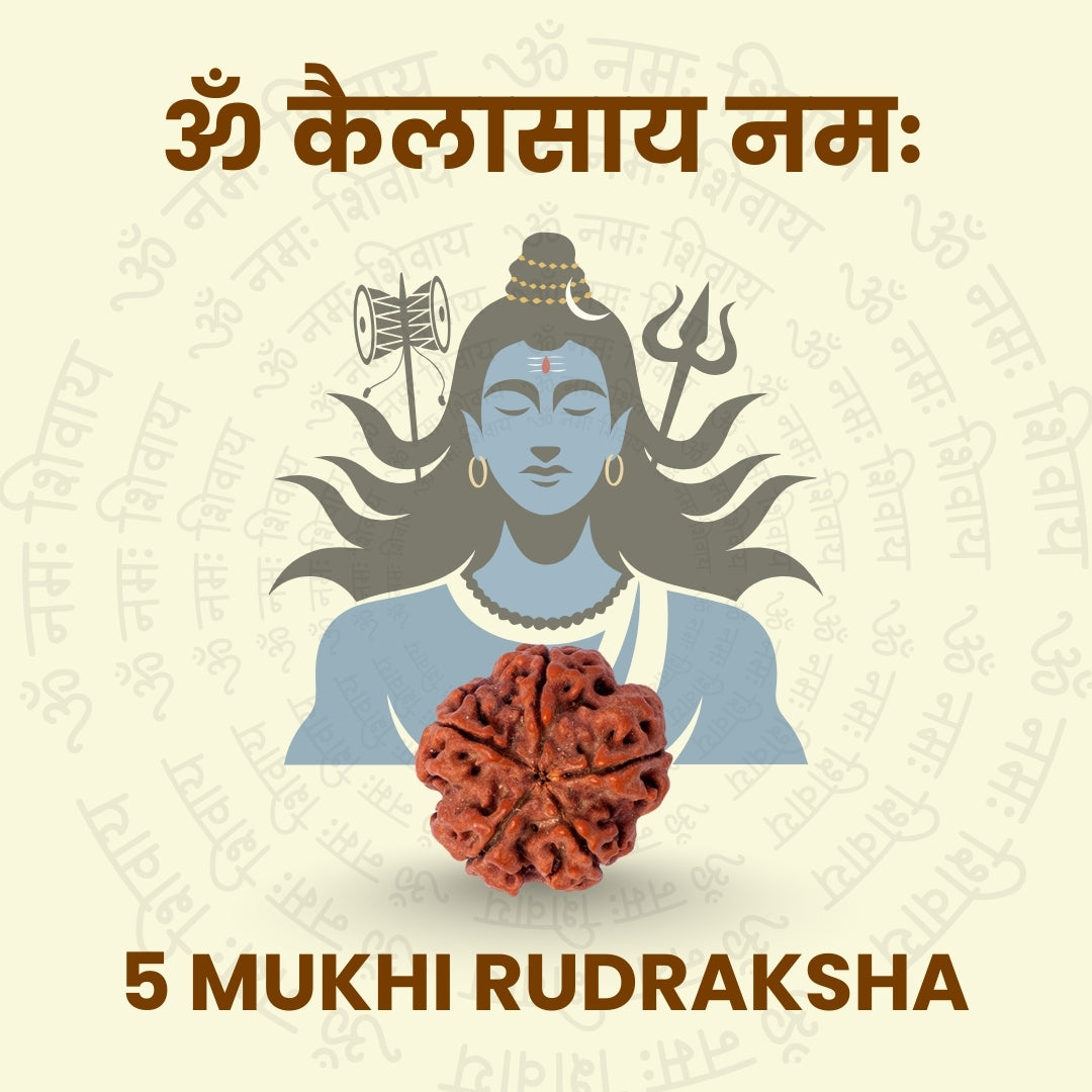 5 Face Rudraksha