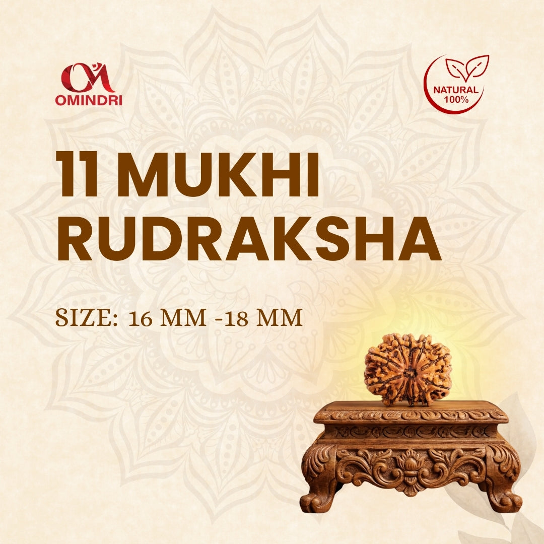 11 Mukhi Rudraksha