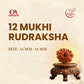 12 Mukhi Rudraksha