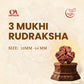 3 Mukhi Rudraksha