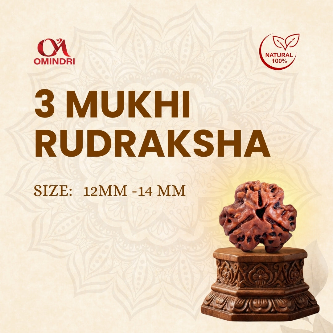3 Mukhi Rudraksha