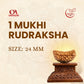 1 Mukhi  Rudraksha