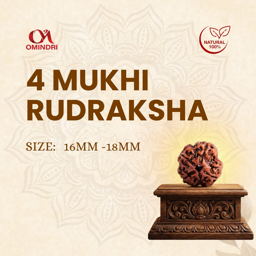4 Mukhi Rudraksha