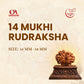 14 Mukhi Rudraksha