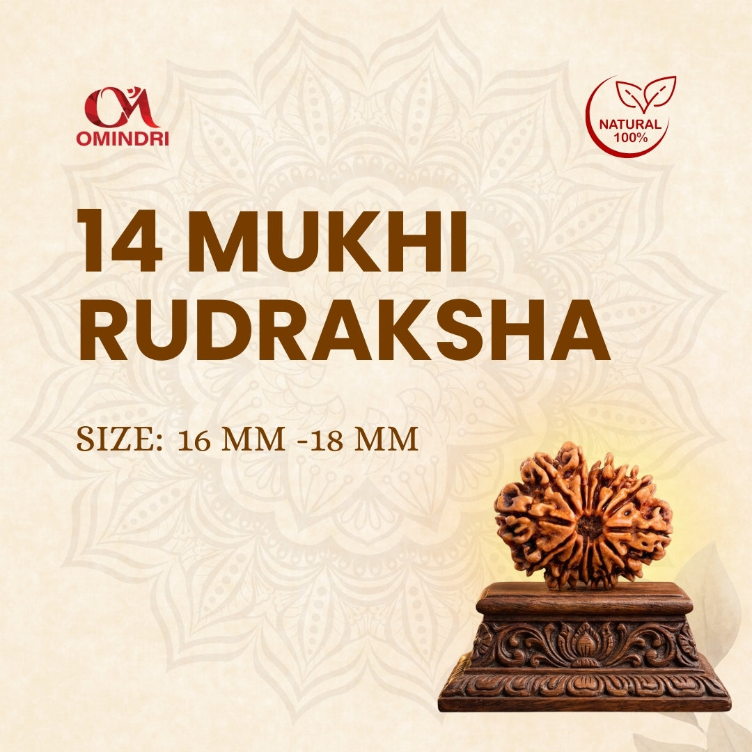 14 Mukhi Rudraksha