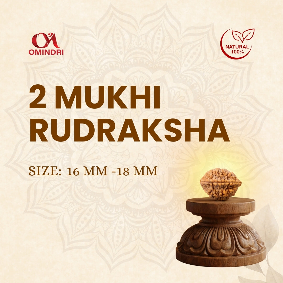 2 Mukhi Rudraksha
