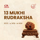 13 Mukhi Rudraksha