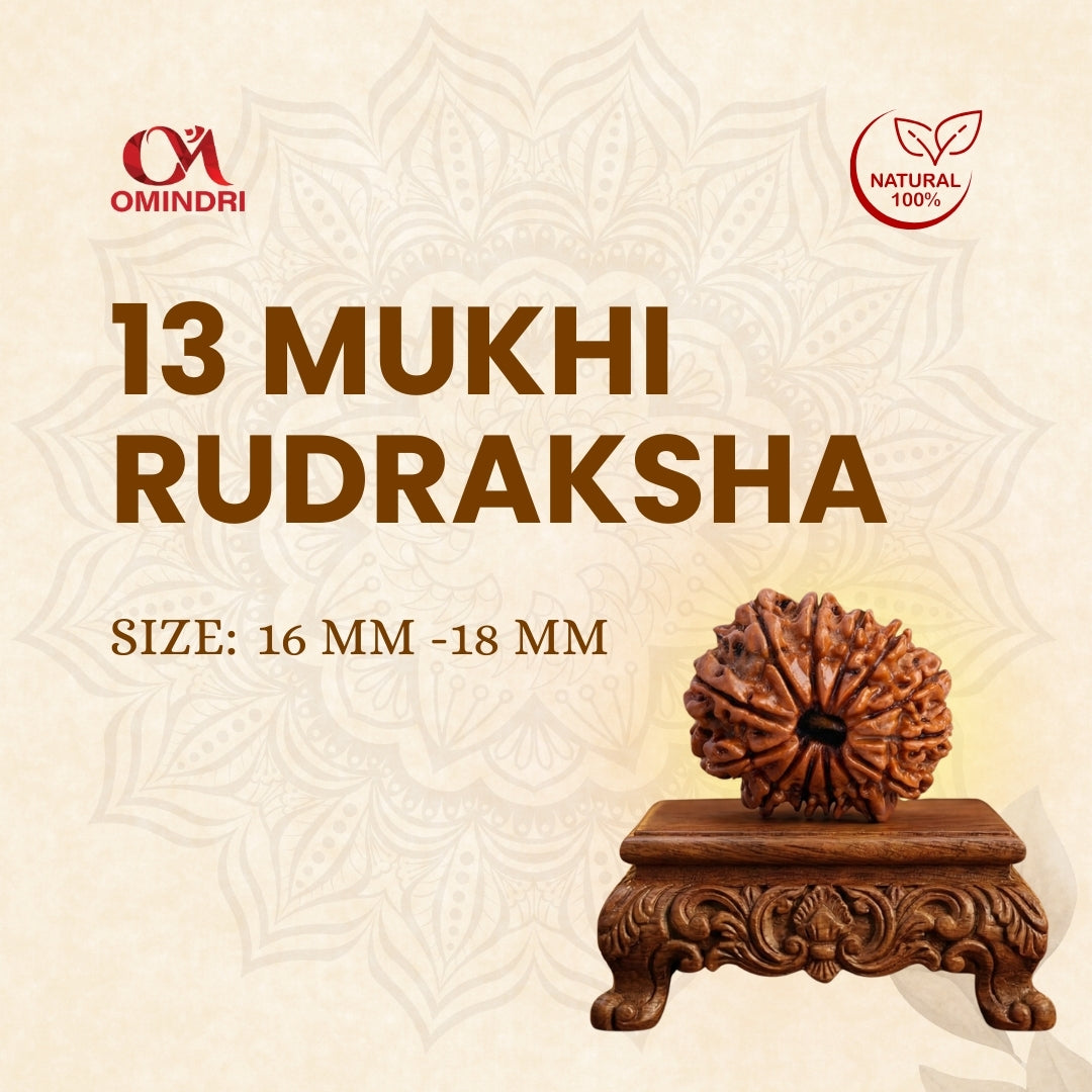 13 Mukhi Rudraksha
