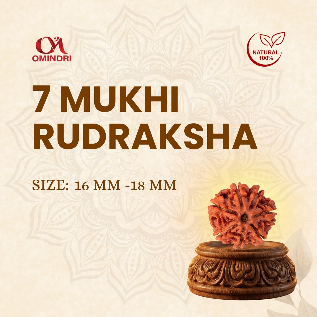 7 Mukhi Rudraksha