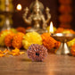 13 Mukhi Rudraksha