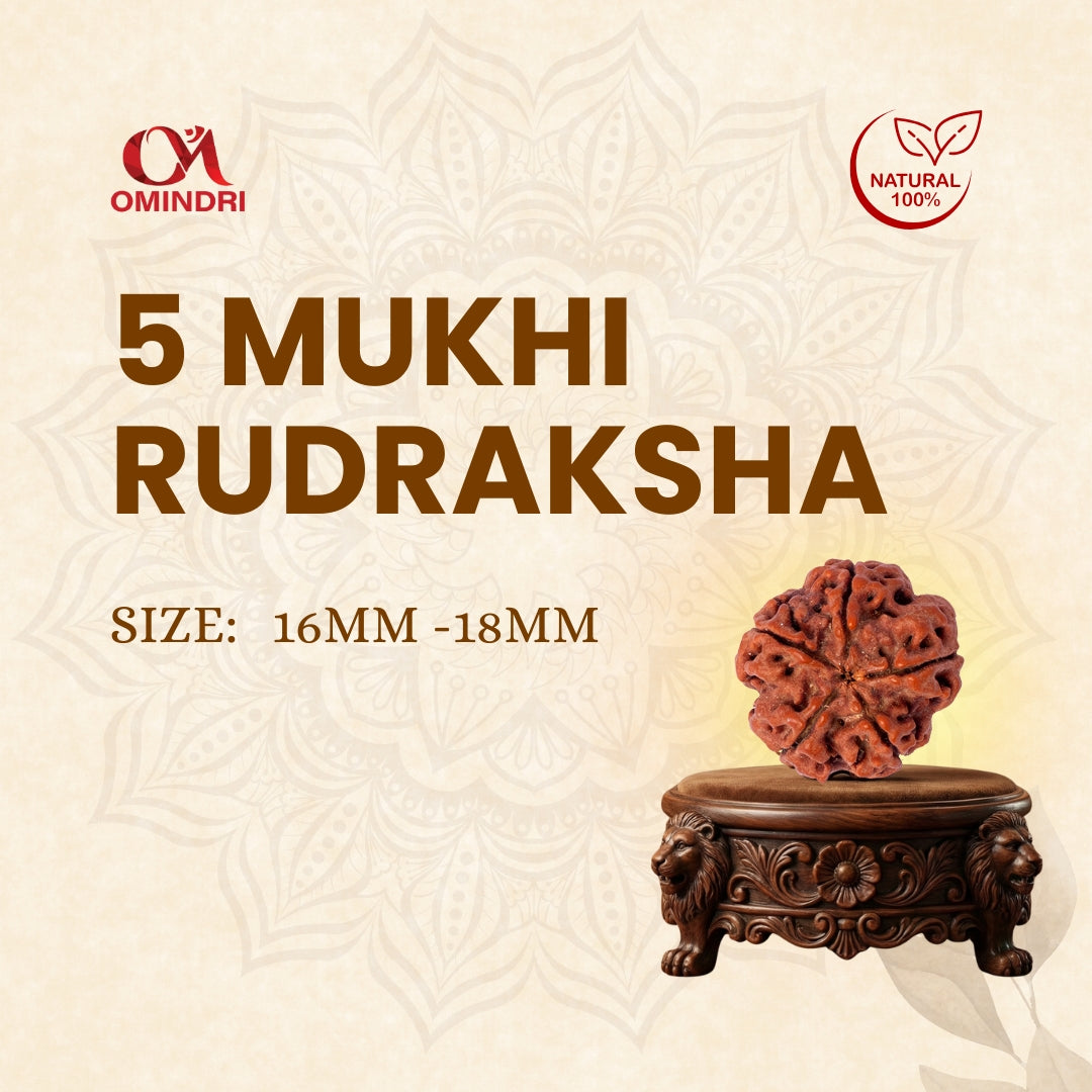 5 Face Rudraksha