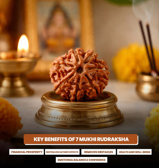 7 Mukhi Lakshmi Rudraksha