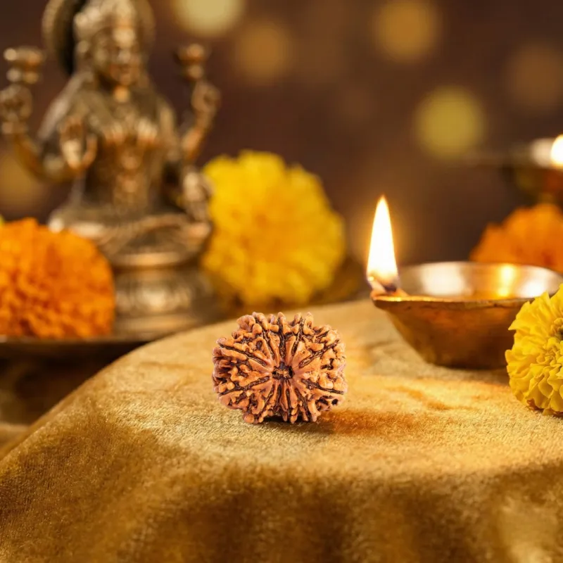 11 Mukhi Nepali Leb Certified Rudraksha