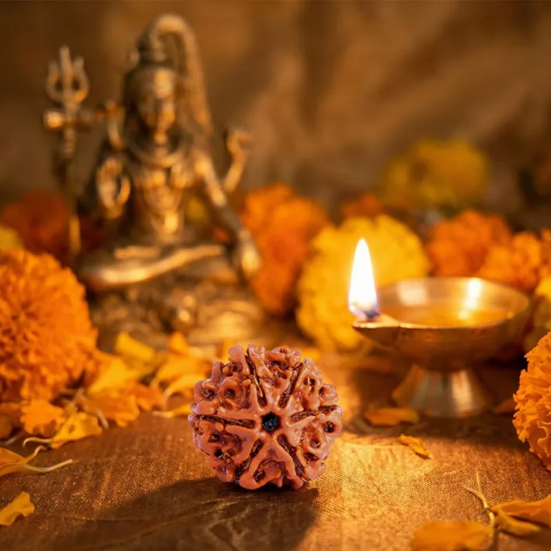 6 Mukhi Nepali Lab Certified Rudraksha